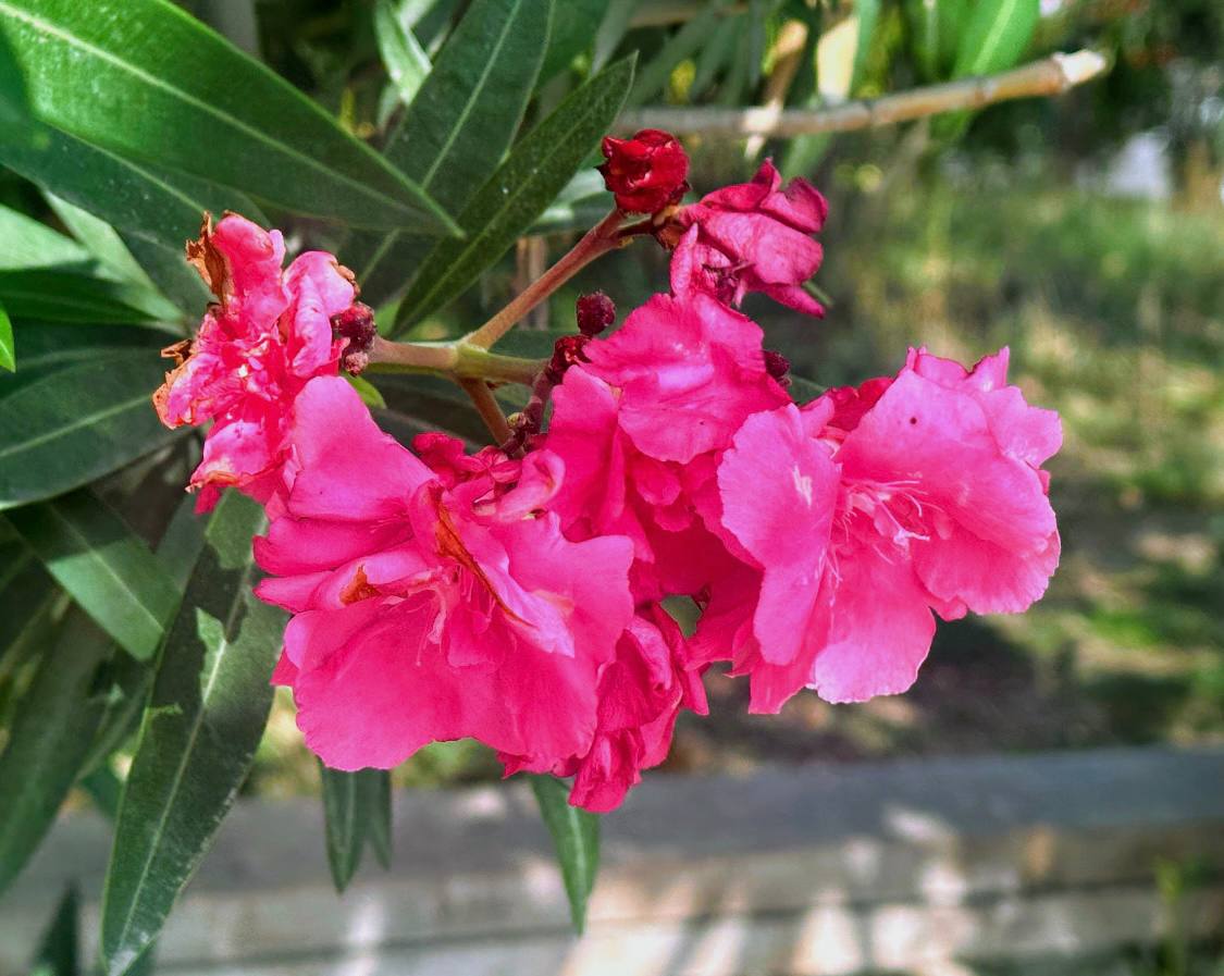 İsmayıllı Kəndləri